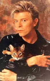 Bowie cat